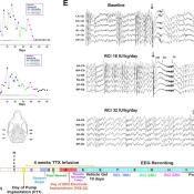 Acthar® Gel (RCI) suppresses spasms in the TTX animal model of infantile spasms
