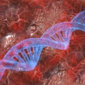 Researchers identify DNA elements that affect MECP2 expression