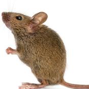 Chronic low protein diet in female mice affects the activity and behavior of her adult male offsprings