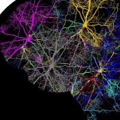 Deep brain stimulation and exercise restore movement in ataxia