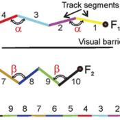 Hippocampal place cells create a simple topological template to represent spatial information