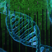 Fruit fly study uncovers functional significance of gene mutations associated with autism
