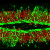 Lunatic Fringe plays a key role in renewing neurons