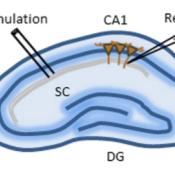 Reducing MeCP2 levels reverses MeCP2 duplication syndrome