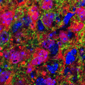 Two neuronal lineages in the hindbrain act together to ‘jumpstart’ rhythmic breathing at birth
