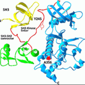 Mutations in ABL1, a known leukemia gene, cause a new developmental disorder