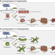 Unraveling a novel role for TFEB in liver development, regeneration and biliary cancer 