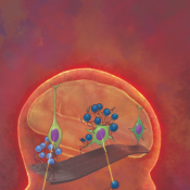 Dissecting the genetics of neurodevelopmental disorders – one cell at a time