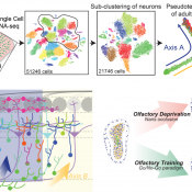 Understanding formation of neurons in adult brains