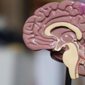 Neuroprotective mechanism altered by Alzheimer’s disease risk genes