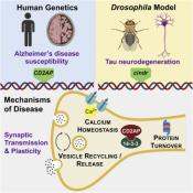Gene linked to Alzheimer's disease is involved in neuronal communication