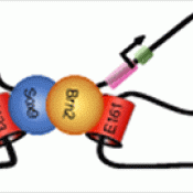 Novel regulatory DNA loops found in gliomas: a promising target for future therapies