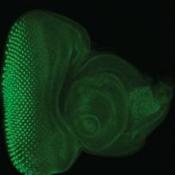 NRI researchers significantly expand the toolkit for fruit fly researchers