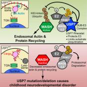 USP7: A deubiquinating enzyme implicated in neurodevelopmental disorders