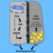 Glial lipid droplets: A promising early biomarker and therapeutic target for certain neurodegenerative conditions