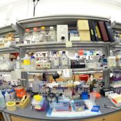 Low doses of insecticide trigger neurodegeneration in insects