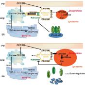 Ceramides may play a role in early-onset Parkinson’s disease