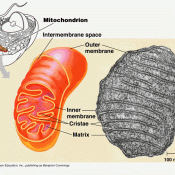 Mitochondrial metabolite linked to regulation of neurotransmission