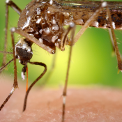 New insights into Zika's microcephaly link, similarity to dengue