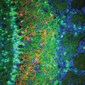 A novel neuropeptide signaling integrates adult-born neurons into existing circuitries