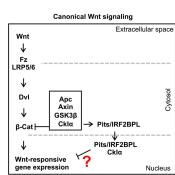 Wnt signaling is identified as a target in NEDAMSS disorder