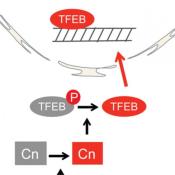 Starvation and exercise stimulate autophagy via a novel lysosomal signaling mechanism