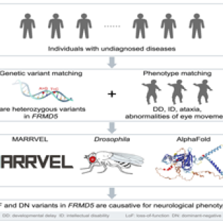 Spontaneously arising variants in FRMD5 gene are associated with a novel neurological disease