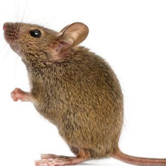Chronic low protein diet in female mice affects the activity and behavior of her adult male offsprings