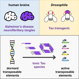 Tau aggregates activate “jumping genes” in Alzheimer’s disease