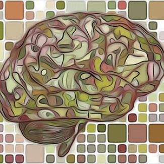 Inhibitory neuronal networks broaden with age and experience