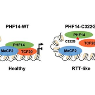 A novel regulator of MECP2-associated disorders discovered