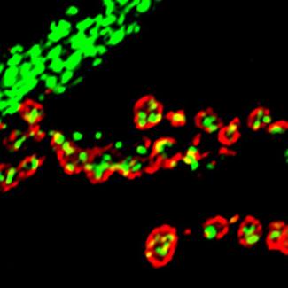 Researchers discover how mitochondrial fusion regulates neuromuscular junction synapse development