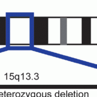 NRI researchers identify the gene largely accounting for a complex neurological condition
