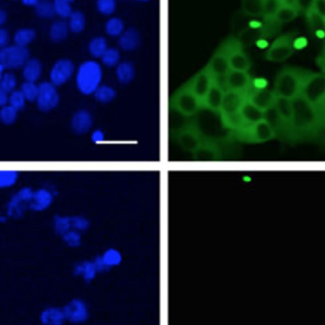 A new strategy to fight Huntington's disease