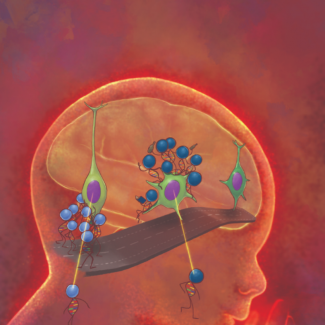 Dissecting the genetics of neurodevelopmental disorders – one cell at a time