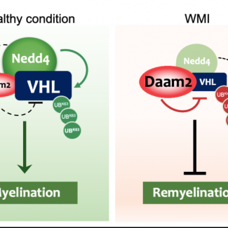 Novel regulators of myelin repair and regeneration discovered