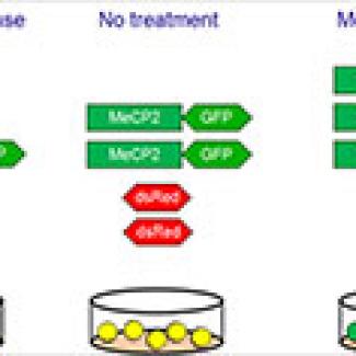 New study reveals potential drug targets for MECP2 duplication and Rett syndromes