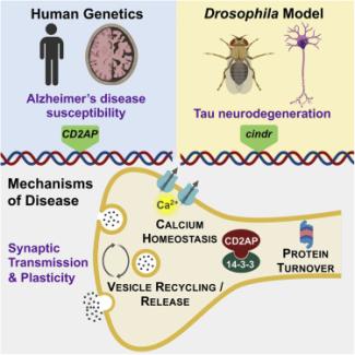 Gene linked to Alzheimer's disease is involved in neuronal communication