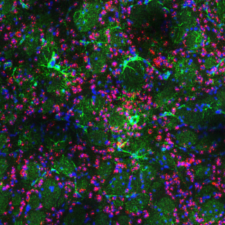 Downregulating glial genes involved in synapse function protects from Huntington's disease
