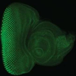 NRI researchers significantly expand the toolkit for fruit fly researchers