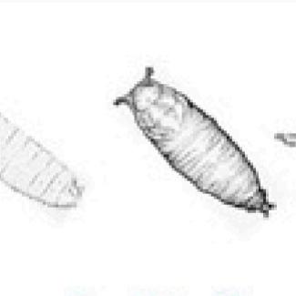Fruit fly research paves the way for biomedical discoveries