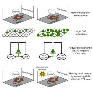 Reduced inhibition of hippocampal neurons impairs long-term memory recall in Rett syndrome
