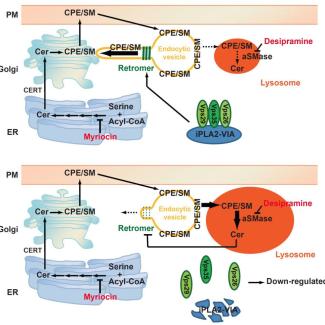 Ceramides may play a role in early-onset Parkinson’s disease