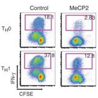 MECP2 duplication affects immune system as well as brain development