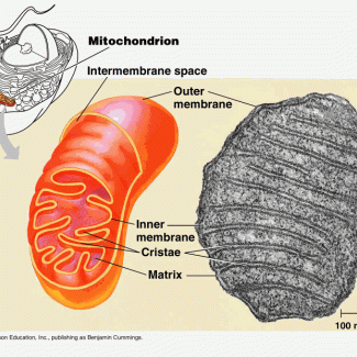 Mitochondrial metabolite linked to regulation of neurotransmission