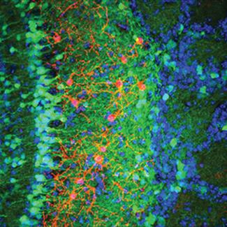 A novel neuropeptide signaling integrates adult-born neurons into existing circuitries