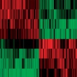NRI researchers develop a rat model of Rett Syndrome