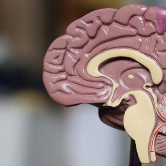 Tau-mediated RNA splicing errors linked to Alzheimer’s