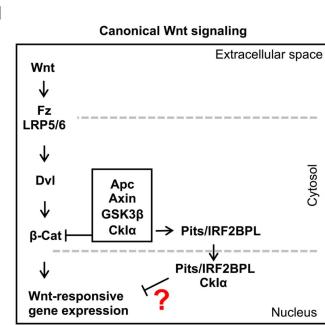 Wnt signaling is identified as a target in NEDAMSS disorder