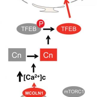 Starvation and exercise stimulate autophagy via a novel lysosomal signaling mechanism